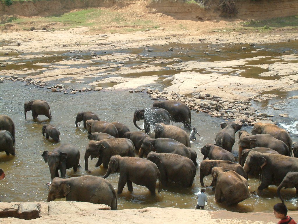 01-Elephant bathing in the river.jpg - Elephant bathing in the river